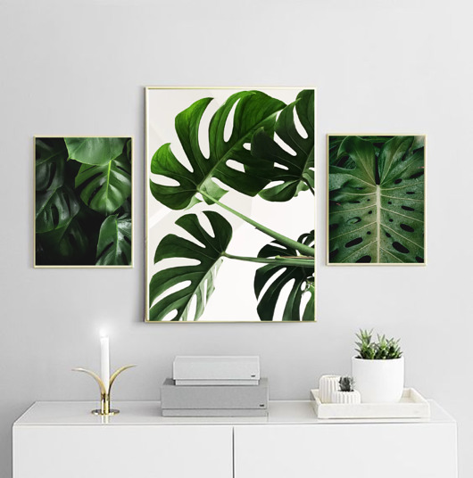 plakaty ZESTAW PLAKATÓW BOTANICZNYCH plakaty monstera