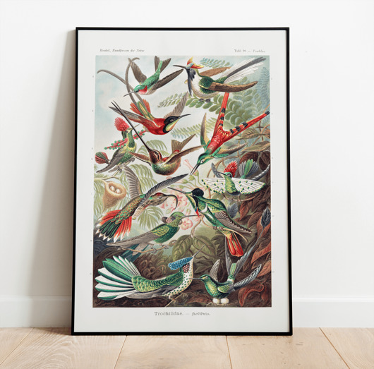 plakaty Plakat BIRDS  vintage