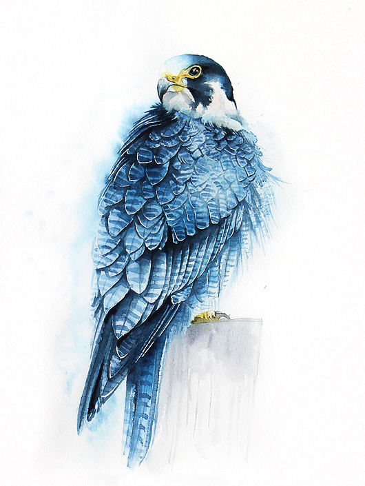 SOKÓŁ - plakat, reprodukcja 30x40cm Karolina Kijak
