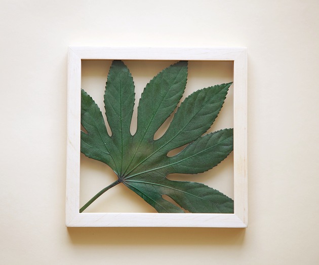 Liść Aralia rozmiar S Plantsonwall