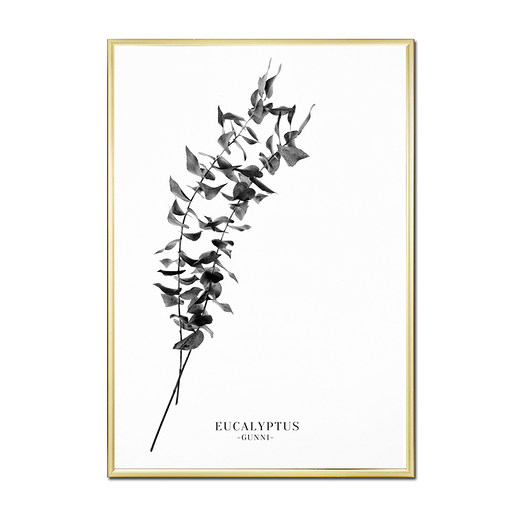 Plakat EUCALYPTUS B&W muybien