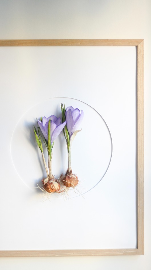 inne Dekoracja botaniczna, obraz - krokusy