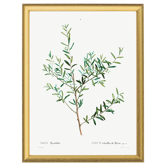 Botaniczne ilustracje - Ilex White Rose Peonies 
