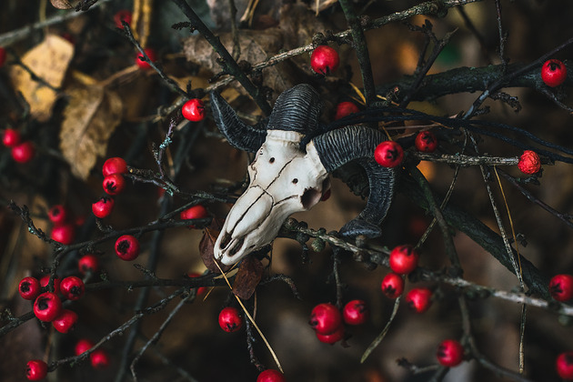 wisiory Wisior Czaszka Barana