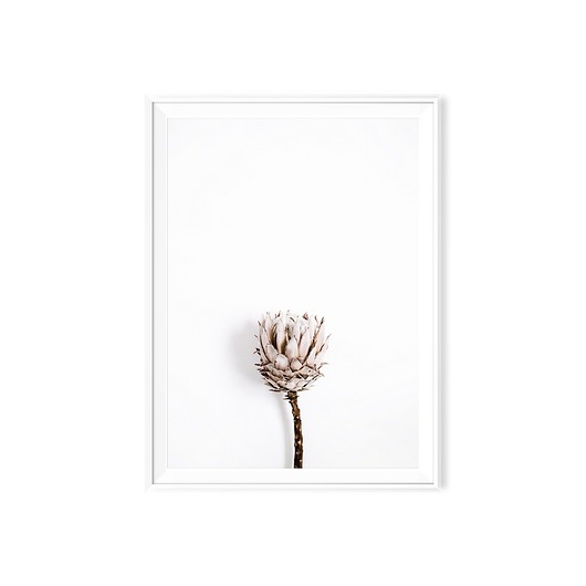 Plakat minimalistyczny botaniczny Suszek myscandi