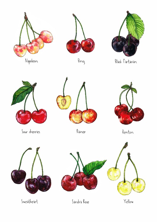 grafiki i ilustracje Czereśnie - grafika na ścianę- ilustracja- owoce
