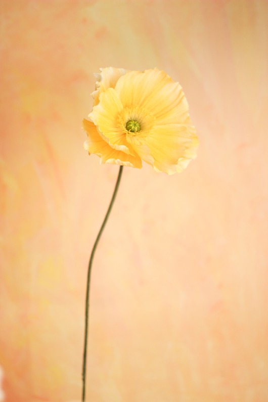 dodatki - różne Papierowy, żółty mak, dekoracja botaniczna