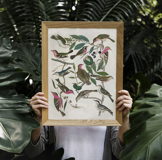 Birds | A3 Milo Mi