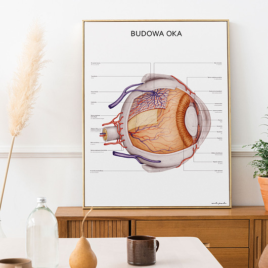 plakaty Plakat Budowa Oka