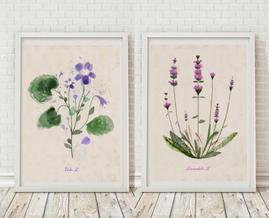 2 ilustracje botaniczne | A3 Anita Tomala
