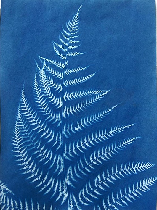 grafiki i ilustracje Natura w błękicie