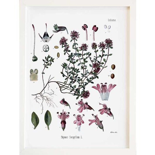 TYMIANEK Obraz w ramce A3,ilustracja botaniczna botanika