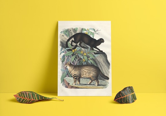 Koty - plakat na zamówienie papiery pantery