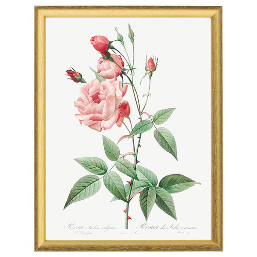 Botaniczne ilustracje - Rose Indica White Rose Peonies 