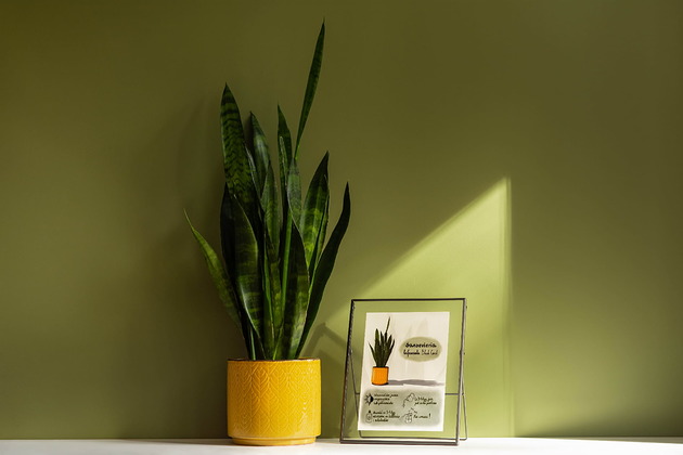 grafiki i ilustracje Instrukcja roślinna: SANSEVIERIA