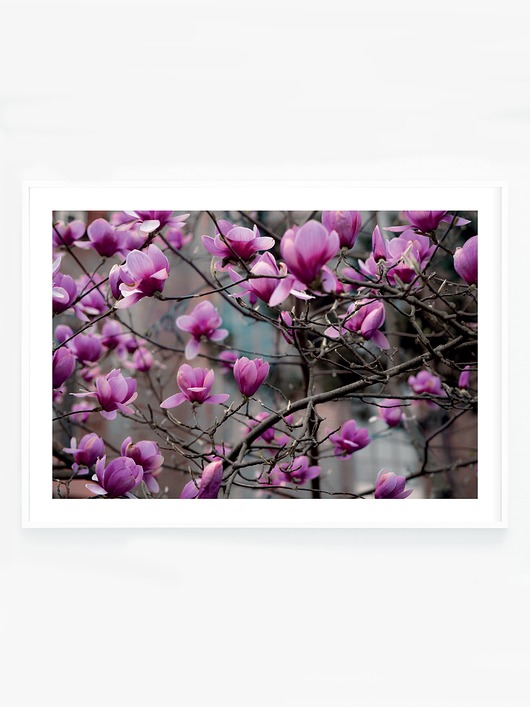 fotografia Magnolia