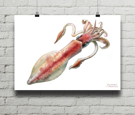 plakaty Kałamarnica Loligo - plakat giclee print