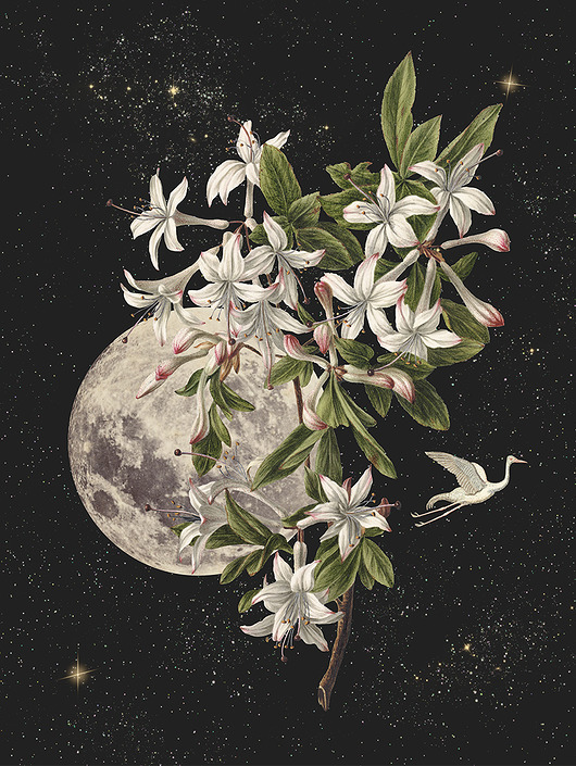 plakaty Plakat Moon flower 40x50cm