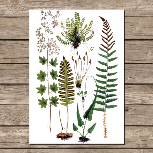 Botaniczny plakat a4 wydruk grafika FERNS Lawendowy Bazar