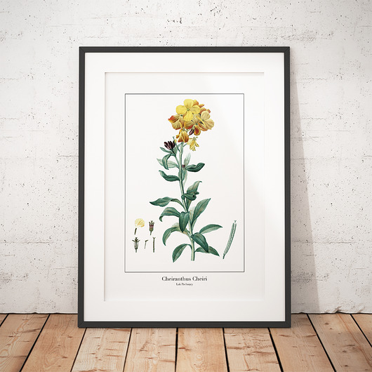 Plakat botaniczny Lak Pachnący trochę na ścianę