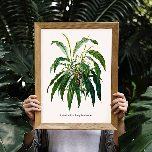Plakat botaniczny Philodendron Longilaminatum trochę na ścianę