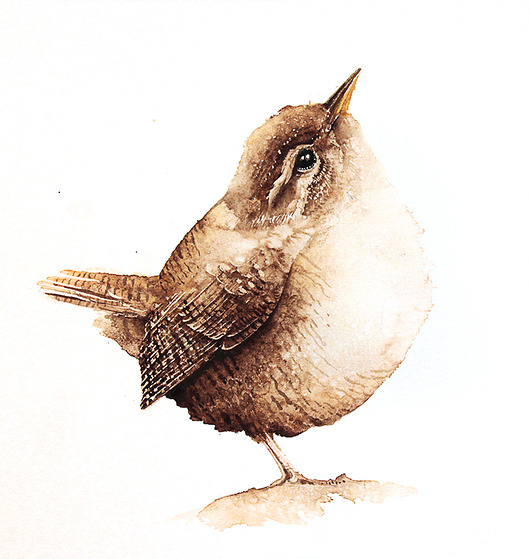 Strzyżyk - plakat, reprodukcja 20x30cm Karolina Kijak