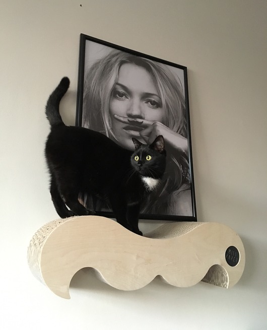Drapak wąsy+ bellycat/ zestaw Misspaper