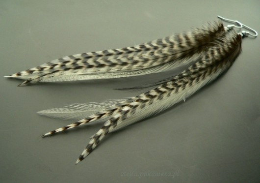 zebra Stella