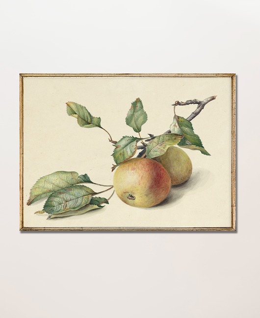 plakaty Plakat Vintage Jabłko Jabłoń