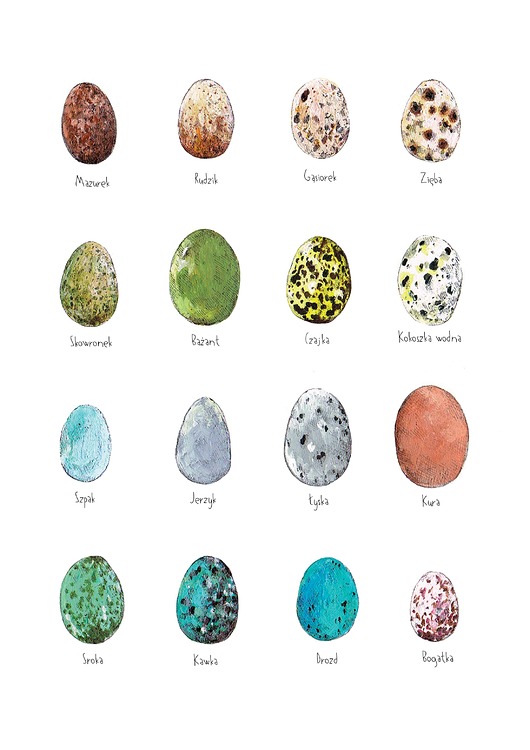 grafiki i ilustracje Jajka - grafika- ilustracja- plakat