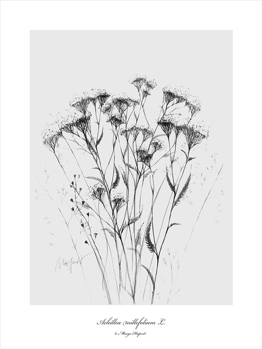 Krwawnik print | 50x70 cm Margo Hupert