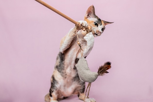 Zabawki dla zwierząt Wędka WILD CAT z ptaszkiem BIRD