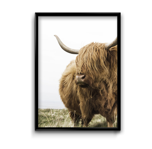 Plakat Scottish Cow  Bury Lis