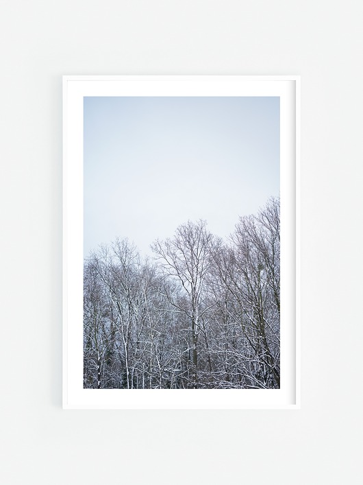 fotografia Ośnieżone drzewa I