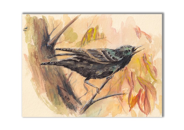 grafiki i ilustracje Szpak. Akwarela ręcznie malowana