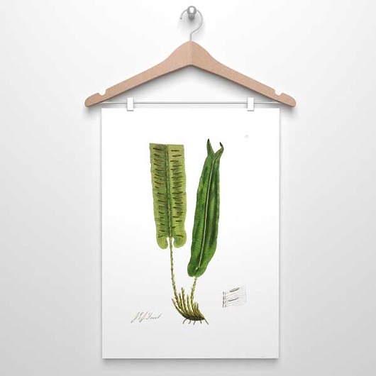 plakaty PAPROTKA paproć plakat  A4, A3 (lub 30x40cm)