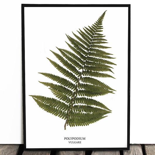 Botaniczny plakat PAPROĆ a3 Lawendowy Bazar