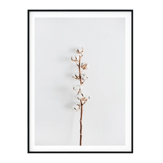 Plakat skandynawski botaniczny Gałązka Bawełny myscandi