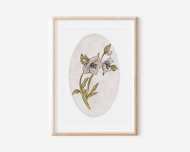 grafiki i ilustracje Plakat botaniczny - CIEMIERNIK