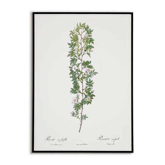 Rosa aciphylla - Plakat botaniczny - Retro Bajkowe Obrazki