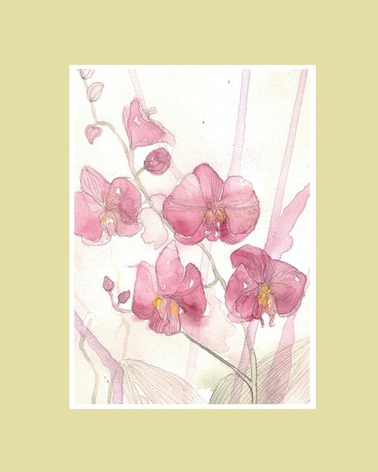 orchidea salonowa  Madame&Rose