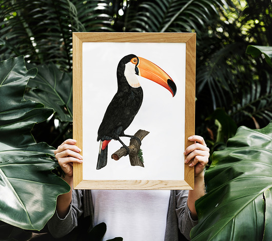 Duży Tukan 50x70 cm - plakat B2 HOG STUDIO
