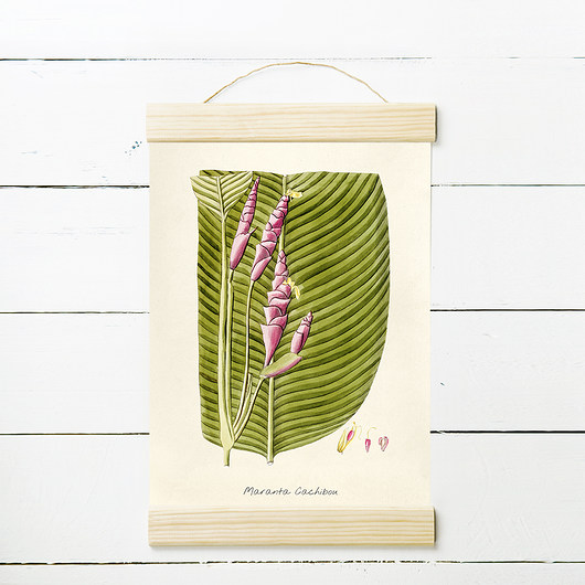 MARANTA - rycina, plakat 21x30 cm MUKKO