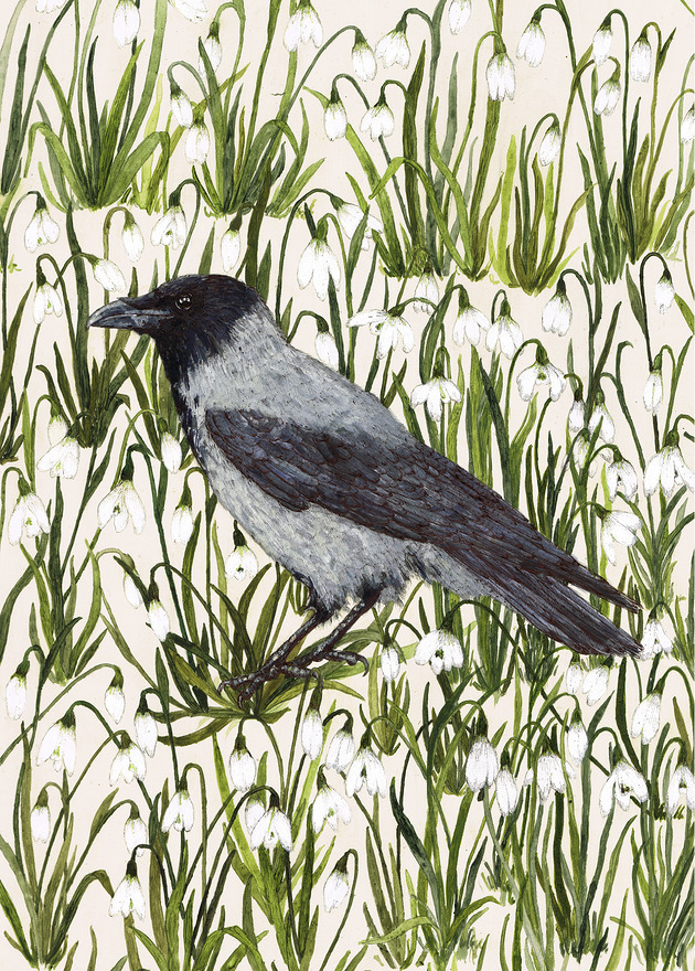 grafiki i ilustracje Wrona siwa- grafika- ilustracja- ptaki