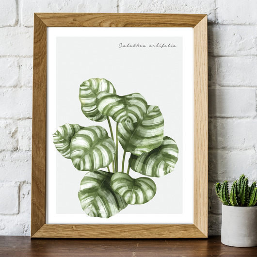 Plakat CALATHEA ORBIFOLIA muybien