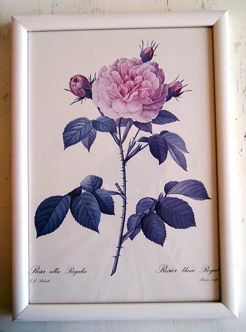 różany Galeria Belladonna