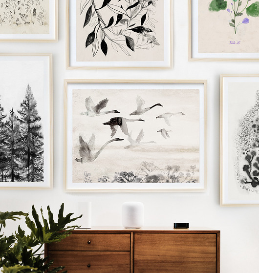 Plakat Dzikie łabędzie 50x70 cm Anita Tomala