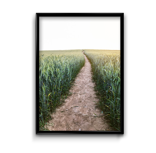 Plakat Wśród Pól  Bury Lis