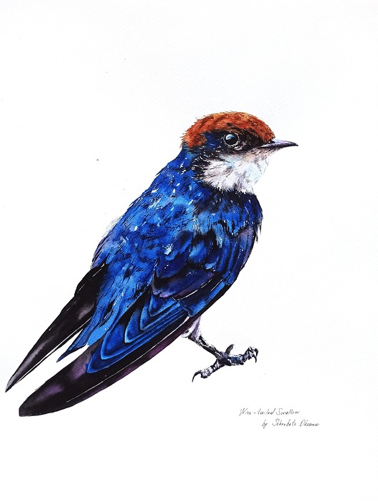 obrazy "Wire-tailed swallow" Oryginalna akwarela ptaka 30*40cm/ akwarela