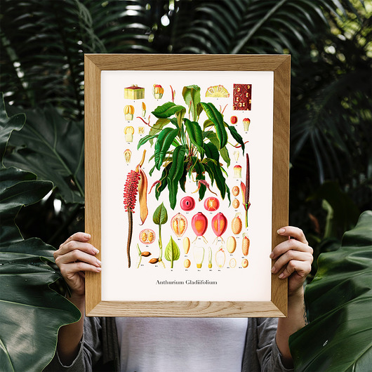 Plakat botaniczny Anthurium Gladiifolium trochę na ścianę